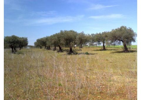 Parcela en badajoz