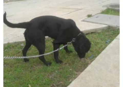 Cachorro por equipo de sonido