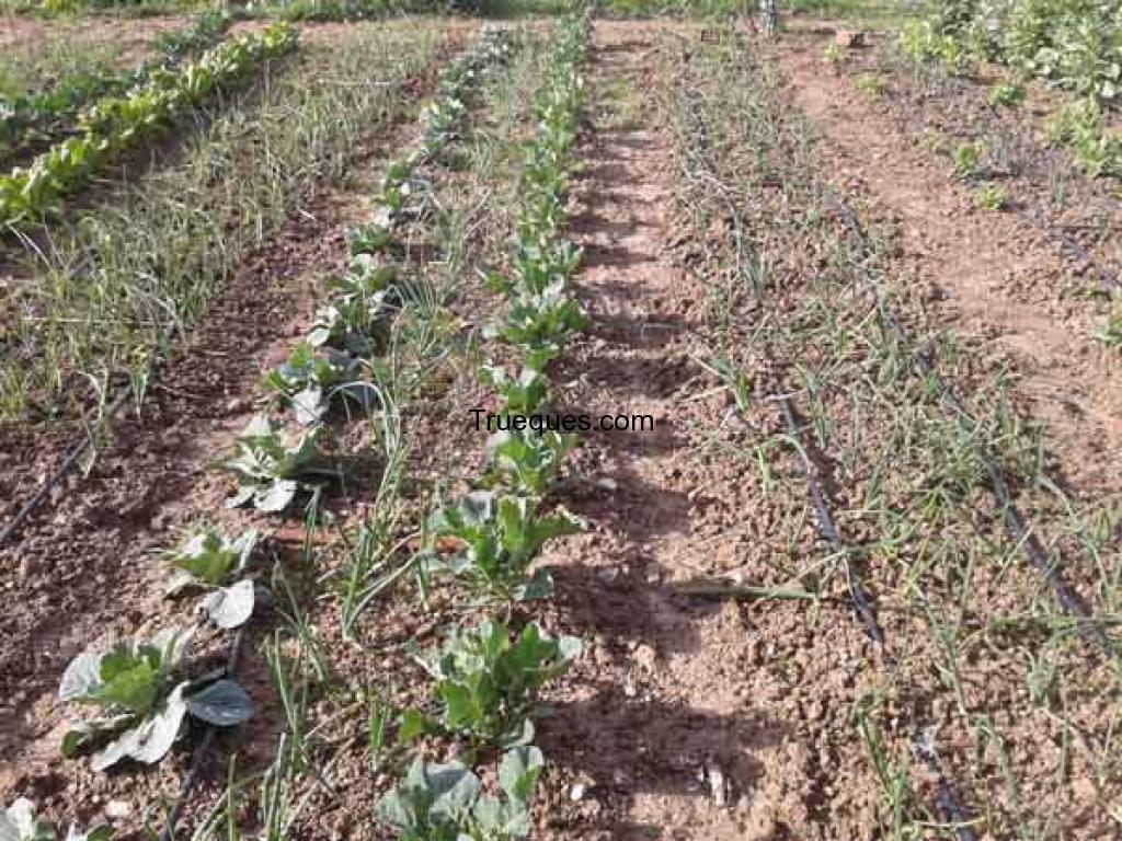 Productos de huerta ecologicos