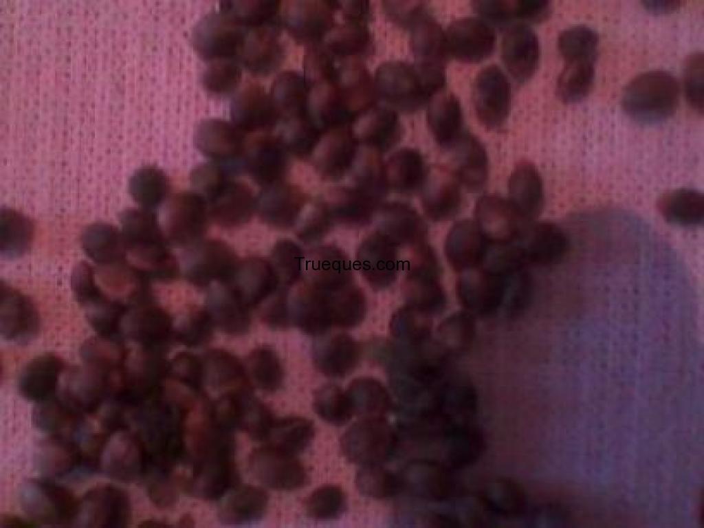 Se cambian 500 semillas de cannabis