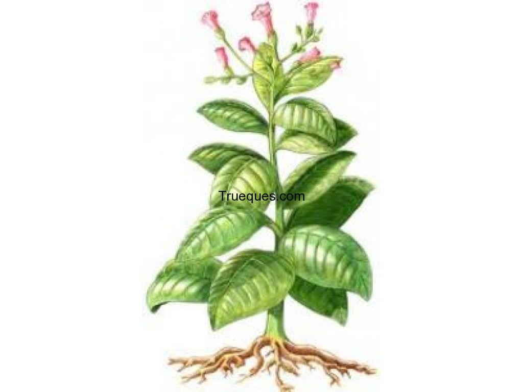 Semillas de tabaco en trueke