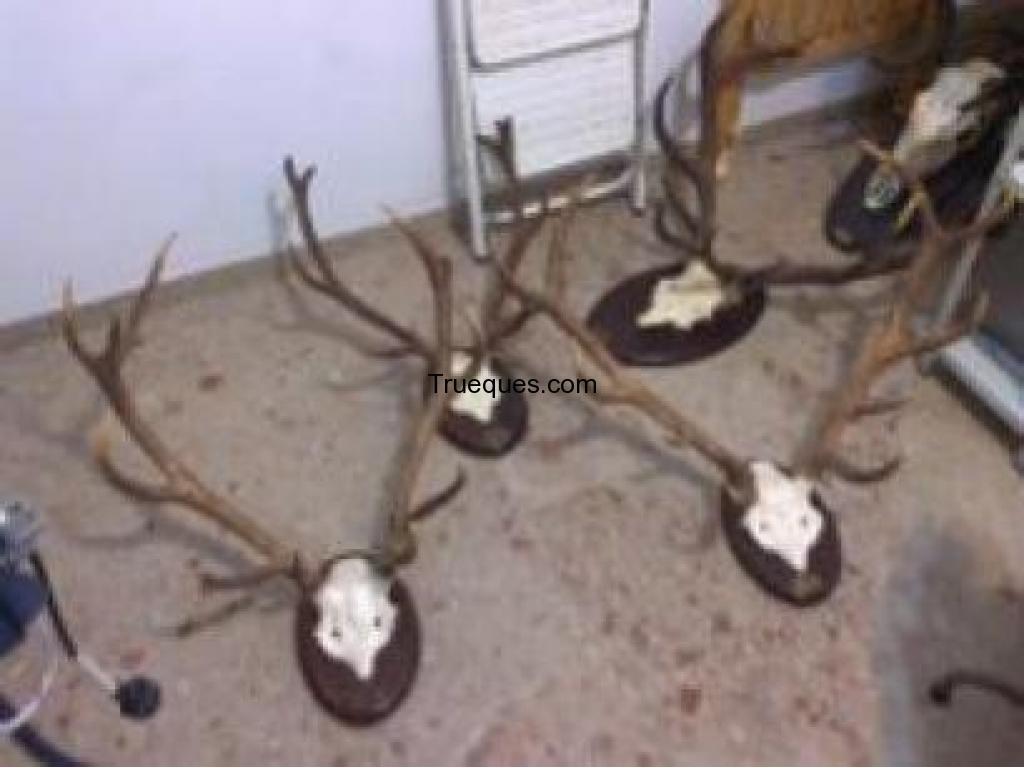 Cuernas de ciervos de los 80 y 90