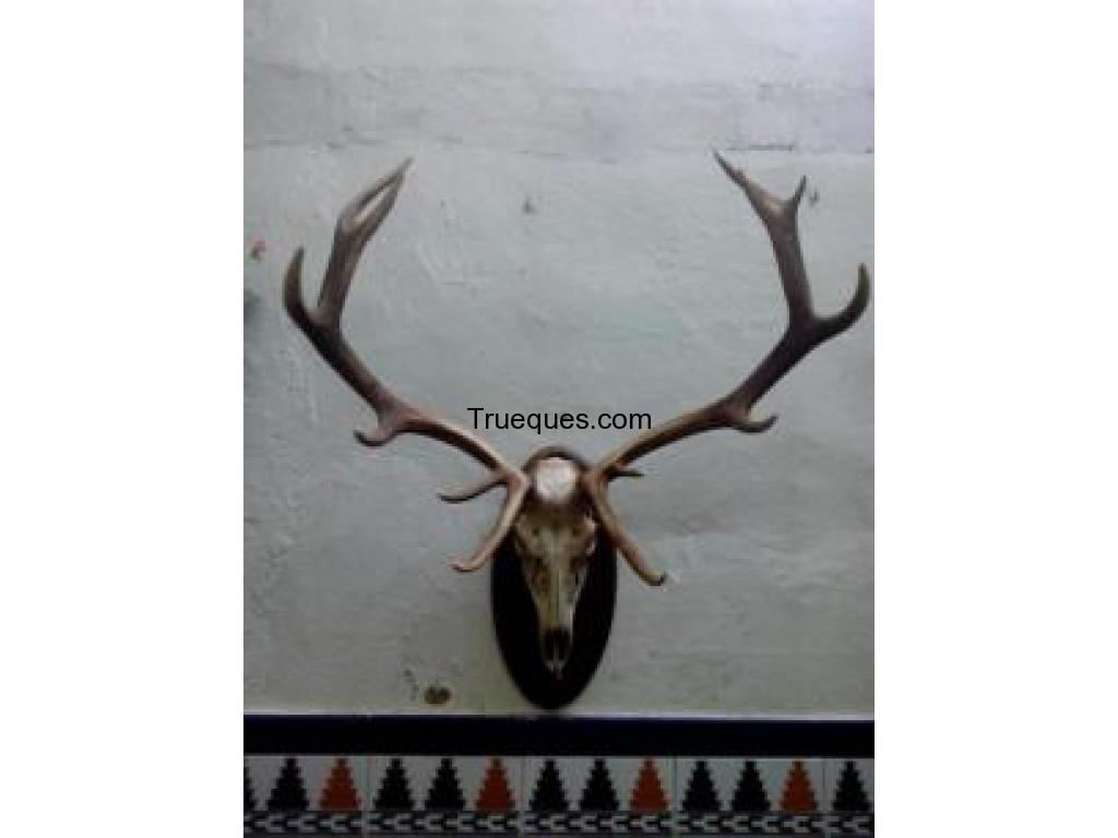 Trofeo de caza mayor