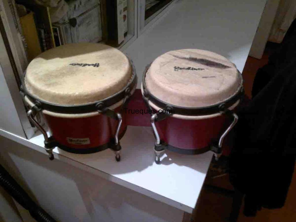 Bongo headliner profesional