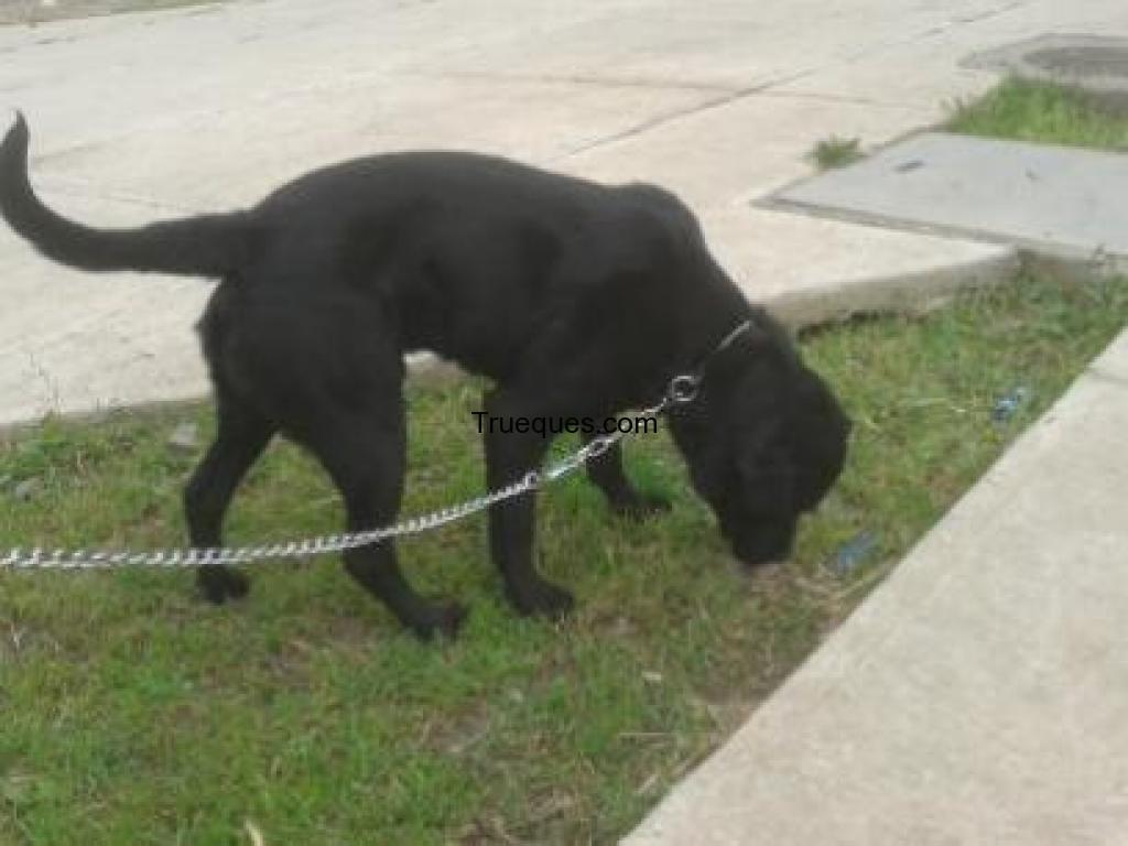 Cachorro por equipo de sonido