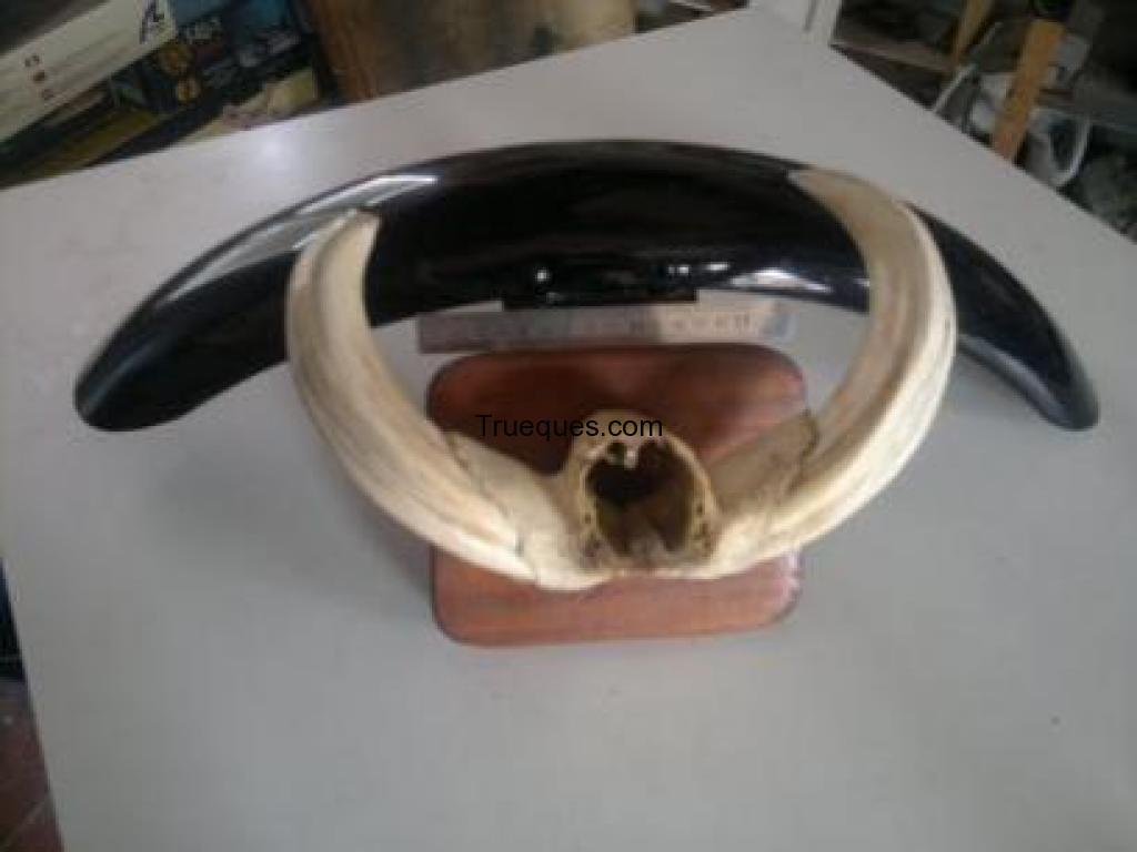 Colmillos de facoquero