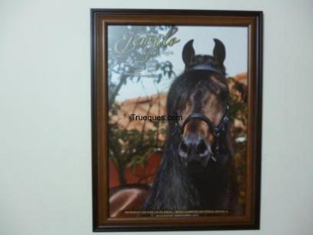 Coleccion de cuadros