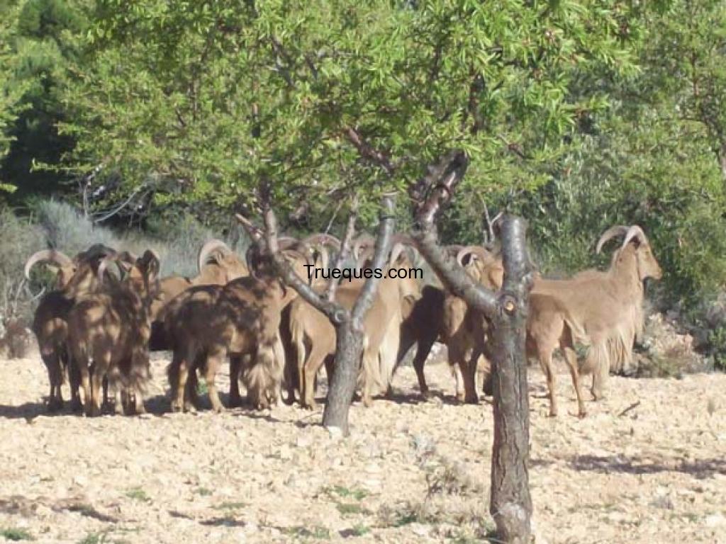 Rececho de arrui por quads
